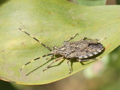 Alcaeus varicornis