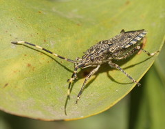 Alcaeus varicornis