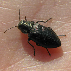 Phaenops