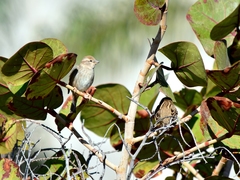 Passer hispaniolensis hispaniolensis