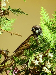 Passer montanus dilutus
