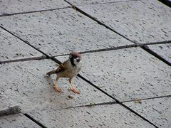 Passer montanus malaccensis