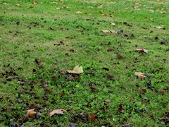 Passer montanus montanus