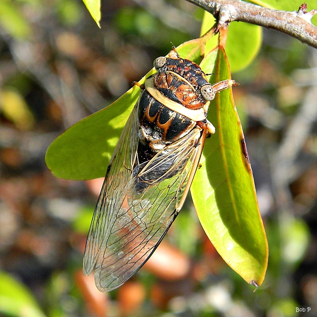 Atlantic Saltmarsh Cicada