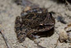 Military River Frog photo 1