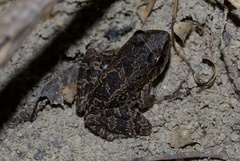 Military River Frog photo 2