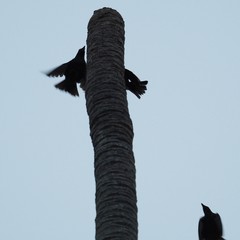 Aplonis striata striata