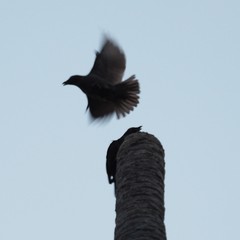 Aplonis striata striata