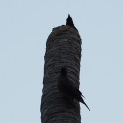 Aplonis striata striata