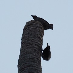 Aplonis striata striata