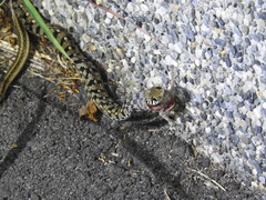 Amphiesma stolatum
