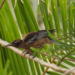 Philemon diemenensis