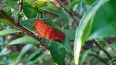 Eterusia aedea formosana