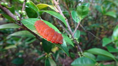 Eterusia aedea formosana