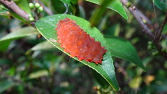 Eterusia aedea formosana