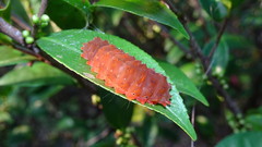 Eterusia aedea formosana