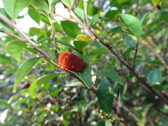 Eterusia aedea formosana