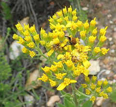 Senecio crenatus