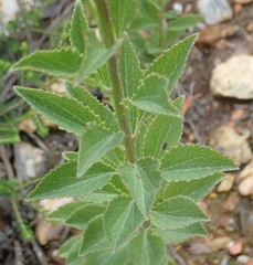 Senecio crenatus