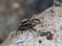 Pseudicius encarpatus