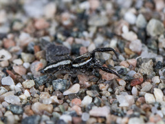 Pseudicius encarpatus