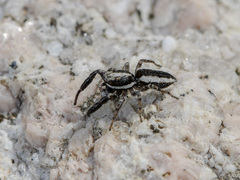 Pseudicius encarpatus