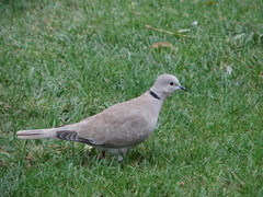 Streptopelia decaocto