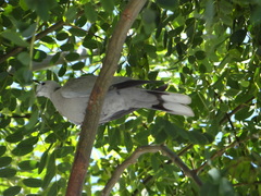 Streptopelia decaocto