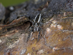 Pseudicius encarpatus
