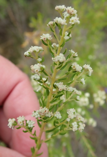 Image of Phylica rubra by (c) Nicola van Berkel, some rights reserved (CC BY-SA)
