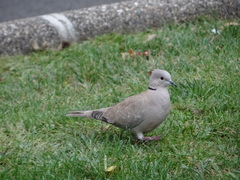 Streptopelia decaocto