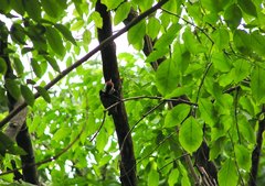 Dendrocopos analis