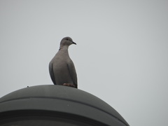 Streptopelia decaocto