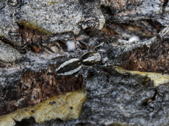 Pseudicius encarpatus