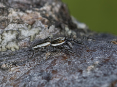 Pseudicius encarpatus
