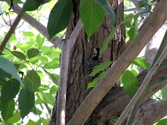 Dendrocopos analis