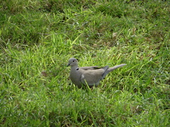 Streptopelia decaocto