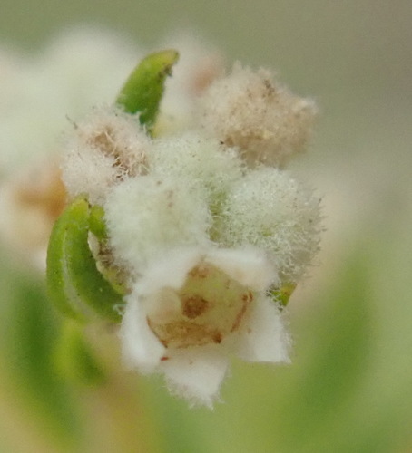 Image of Phylica rubra by (c) Nicola van Berkel, some rights reserved (CC BY-SA)