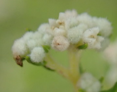 Phylica brachycephala