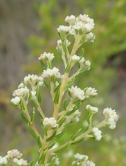 Phylica brachycephala