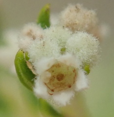 Phylica brachycephala