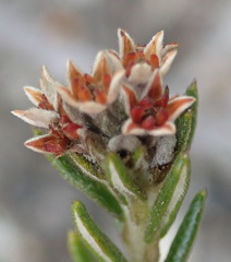 Phylica mairei