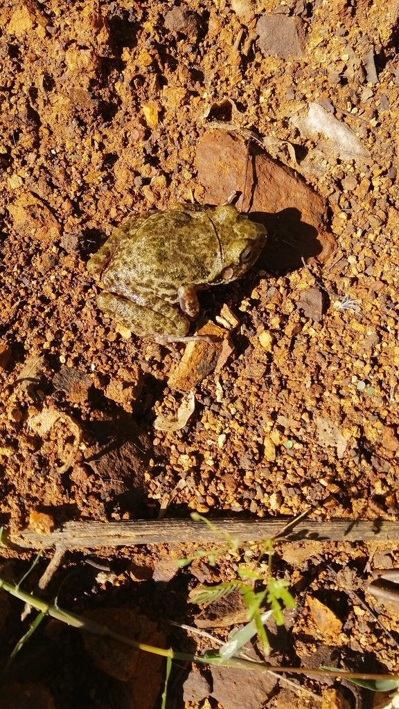 Barking Frog (Craugastor augusti)