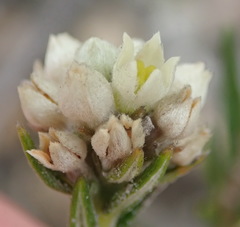 Phylica mairei