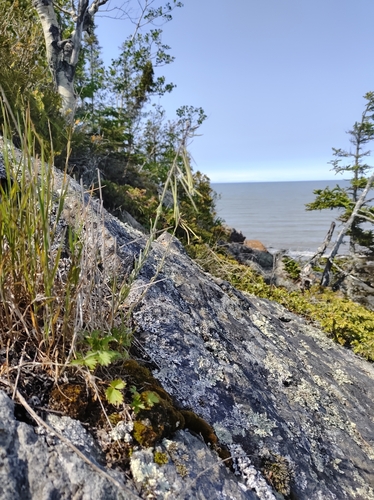 Collins' rockcress (Boechera collinsii)