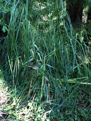 Cortaderia jubata