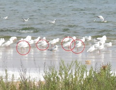 Ichthyaetus melanocephalus