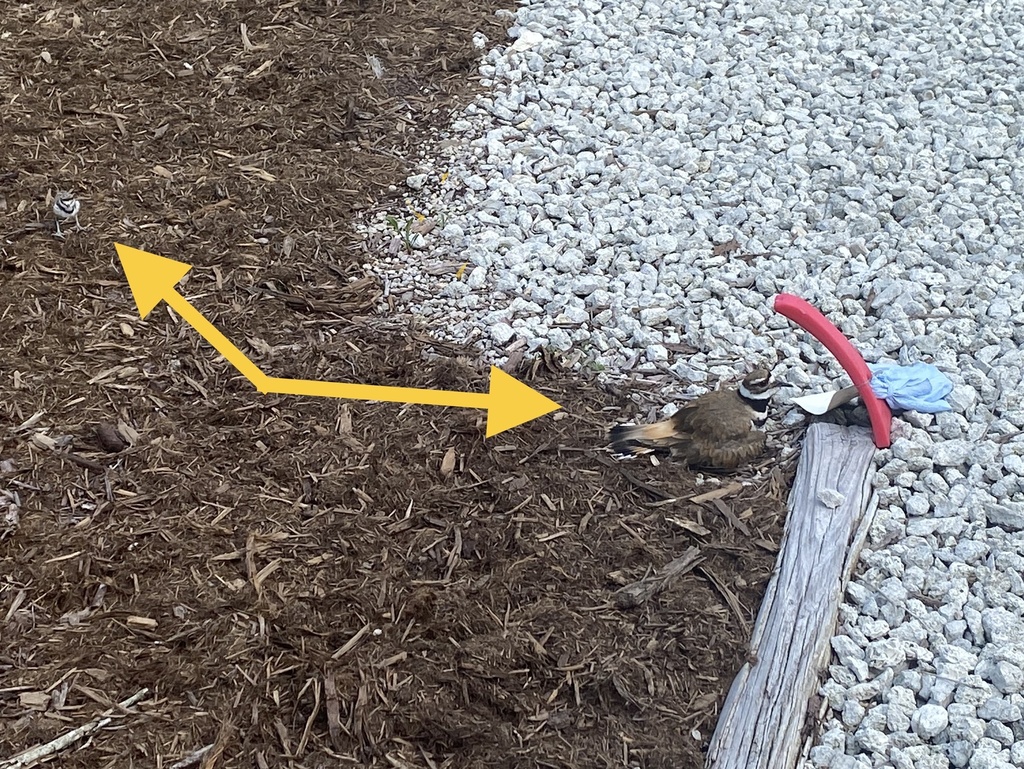 North American Killdeer from Ashe Island, Topsail Beach, NC, US on June ...