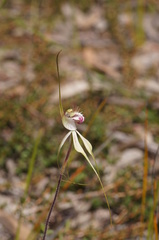 Caladenia tentaculata × venusta