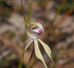 Caladenia tentaculata × venusta
